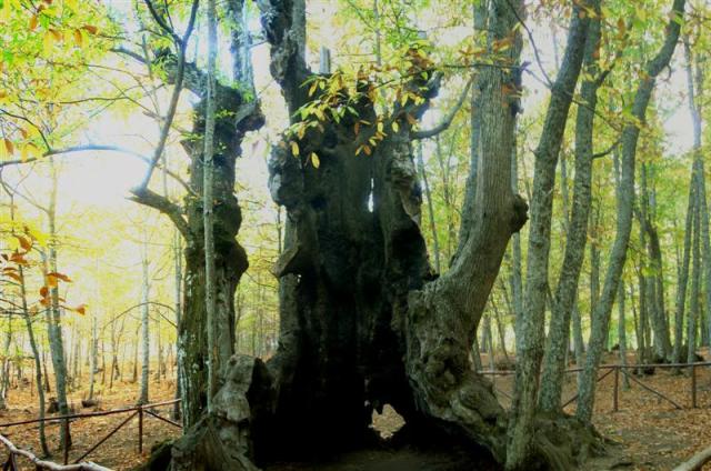 castañar2009-004 (Medium) castañar2009-004 (Medium)