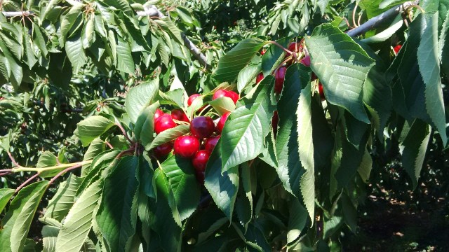 IMG_20150604_142940 (Large)